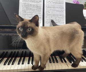 Siam-Deckkater mit Erfahrung! Bild 5