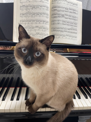 Siam-Deckkater mit Erfahrung! Bild 6