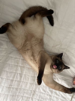 Siam-Deckkater mit Erfahrung! Bild 4