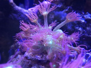 Goniopora Galaxy - Korallen - Meerwasser Bild 5