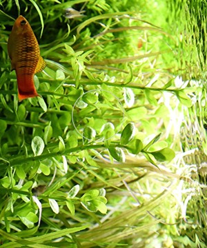 Fettblatt,  Aquariumpflanze, Versand  Abholung Bild 5