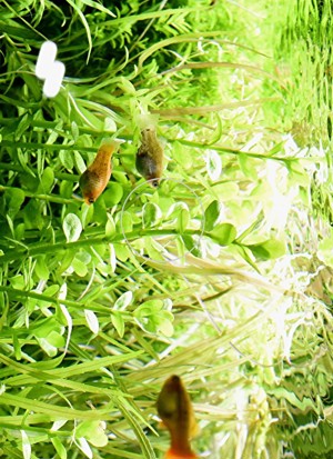 Fettblatt,  Aquariumpflanze, Versand  Abholung Bild 2