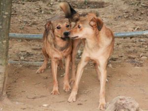 BONGO - Herzenshund zum Verlieben! (Video) Bild 5