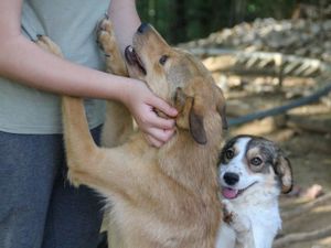 BONGO - Herzenshund zum Verlieben! (Video) Bild 2