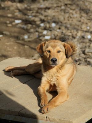 BONGO - Herzenshund zum Verlieben! (Video) Bild 3