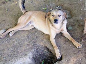 BONGO - Herzenshund zum Verlieben! (Video) Bild 6