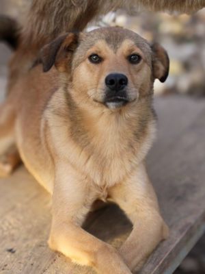 BONGO - Herzenshund zum Verlieben! (Video) Bild 7