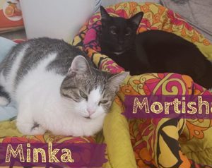 Schenkst du MINKA&MORTISHA ein Zuhause? Bild 1