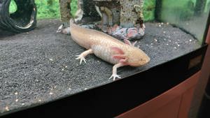 Axolotl zu verkaufen 