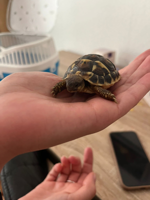 Griechische Landschildkröten   Hermann Schildkröte