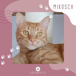 SOS - Kater Mikosch sucht seine Nadel im Heuhaufen