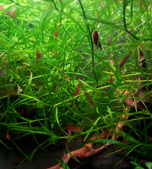 Aquarium Wasserpflanze NIXKRAUT.