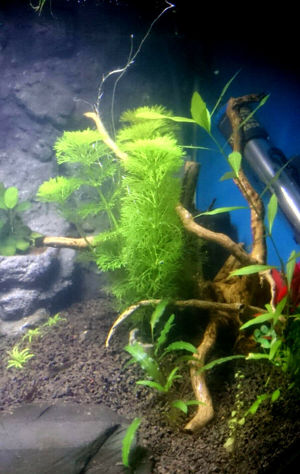 Verschiedene schöne Wasserpflanzen abzugeben !! Bild 2