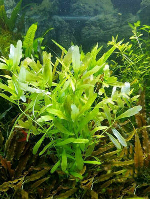 Verschiedene schöne Wasserpflanzen abzugeben !!
