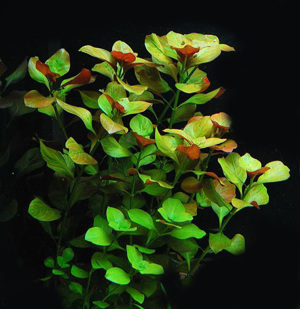 WASSERPFLANZE Ludwigia abzugeben