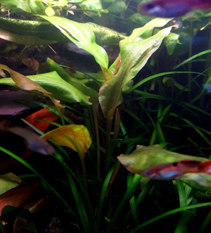 Verschiedene schöne Wasserpflanzen abzugeben !! Bild 5