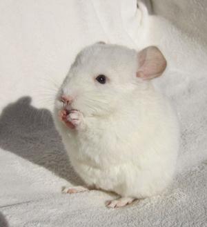 Wunderschönes handzahmes Chinchilla Baby Mädchen Weiß Royal Persian Angora Blue Diamond Träger