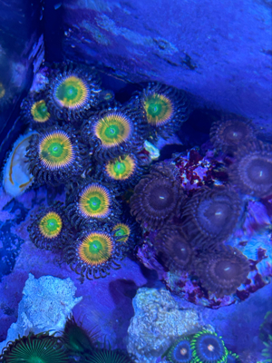 zoanthus koralle ableger meerwasser Bild 2