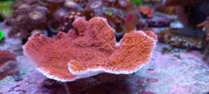 SPS Montipora Koralle