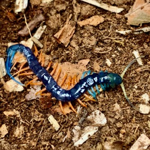 Biete NZ von Scolopendra spec "Malaysian Jewel"