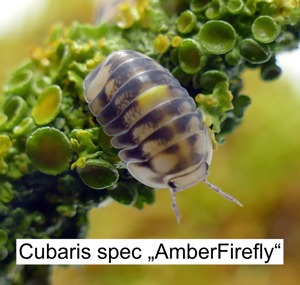 Biete NZ von Cubaris spec "Amber Firefly" Bild 1