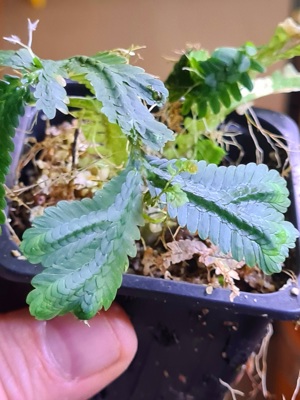 Selaginella Brooksii ,spec Indonesien, Moosfarn, Regenwald Terrarium Pflanze, Rarität, Moos, Farn 