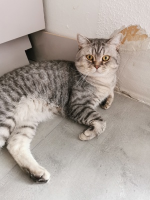 BKH Deckkater Bild 5