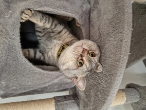 BKH Deckkater Bild 4