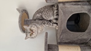 BKH Deckkater Bild 3