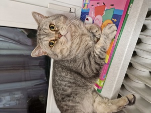 BKH Deckkater Bild 6