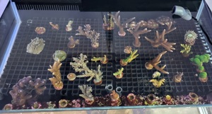 Korallen Acropora  Montipora Grafted Meerwasser Bartkoralle Bild 7