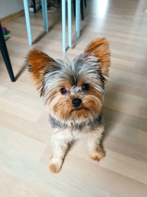 Deckrüde Yorkshire Terrier