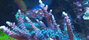 SPS Acropora Koralle blau Bild 2