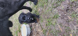 Husky Labrador Welpen mit blauen Augen Bild 9