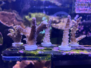 Acropora