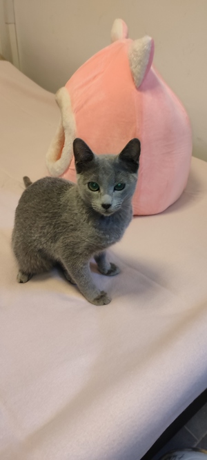 Russisch blau Kitten reinrassig
