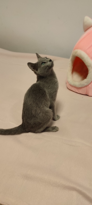 Russisch blau Kitten reinrassig 20.11.2024