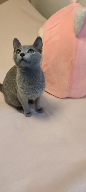 Russisch blau Kitten reinrassig