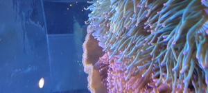 Meerwasser Anemonen zu verkaufen  Bild 2