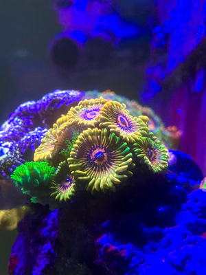 Grandmaster Krakatoa GMK Zoa