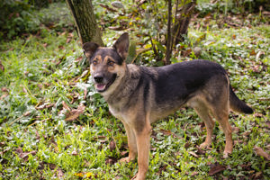 *NINO V* - ein kraftvoller und aktiver Schäferhundmischling. Er sucht eine sportliche Familie. 