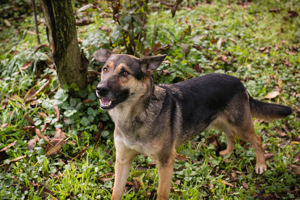 *NINO* ist ein sehr aktiver Schäferhund (Mix) und er sollte unbedingt zu gleichgesinnten Menschen. 