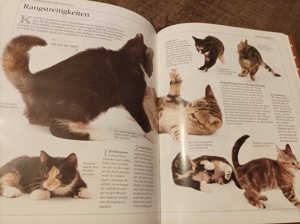 Katzen Bücher  Bild 2