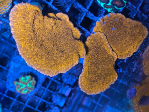 Montipora Platten rot