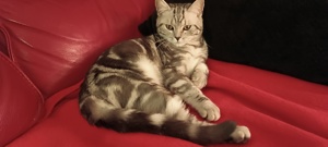Britisch Kurzhaar Katzen mit Stammbaum!, Abgabe Bereits  Bild 3