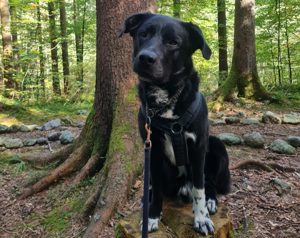 Balu sucht ein neues Zuhause