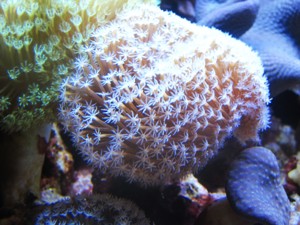 Korallenableger mit Versand - Sarcophyton glaucum Bild 1