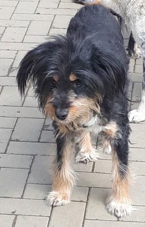 Vincent sucht ein besonderes Zuhause  Bild 2