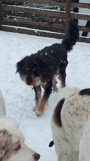 Vincent sucht ein besonderes Zuhause  Bild 3