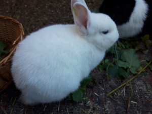 Zwerg kaninchen mit blaue Augen Bild 5